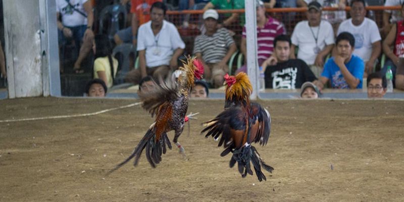 Tìm hiểu về đá gà Mỹ